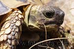 Hermann`s Tortoise   Testudo hermanni